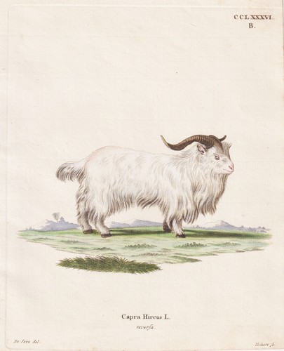 Chèvre naine dwarf - chèvre,