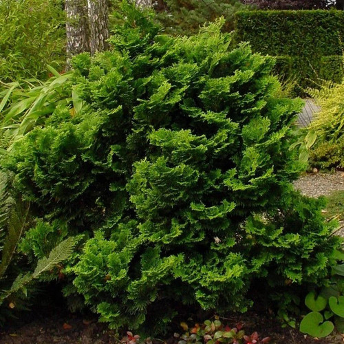 Chamaecyparis obtusa nana - chamaecyparis, 'nana