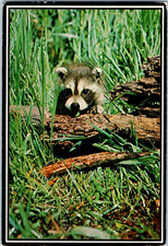 Carte Postale De Bébé Raton