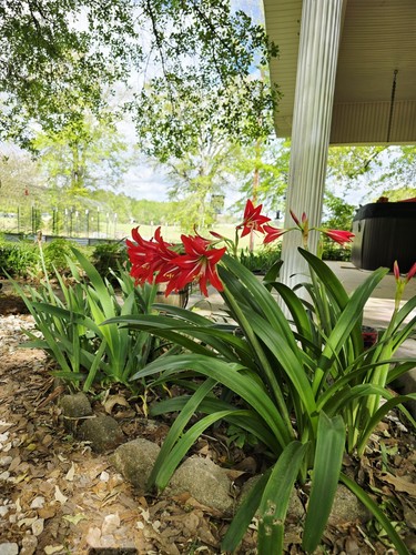 Amaryllis bulbs red with - red,