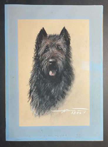 Dessin 1956 bouvier des - de, "bouvier