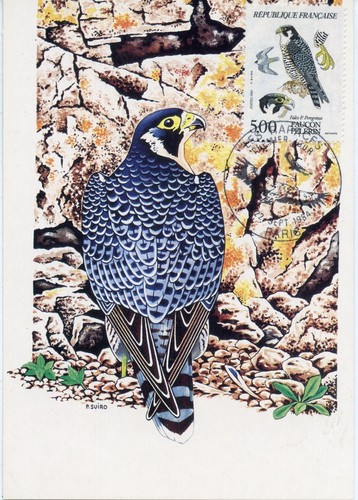 Carte postale maximum - maximum, premier