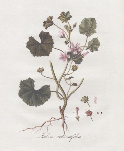 Kleinblütige malve small - kleinblütige,