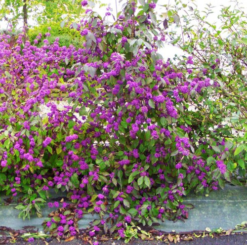 Callicarpa bodinieri profusion - bodinieri,