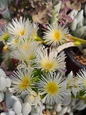 SCELETIUM TORTUOSUM KANNA 50