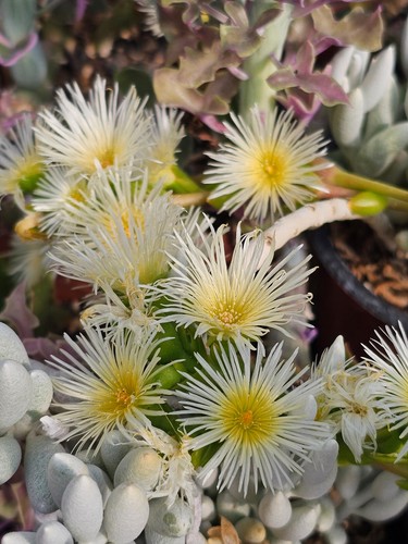 Sceletium tortuosum kanna - kanna, 50