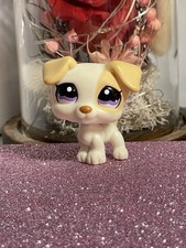 🌸Petshop chien Jack Russel