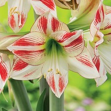 Hippeastrum Amaryllis Bulbe