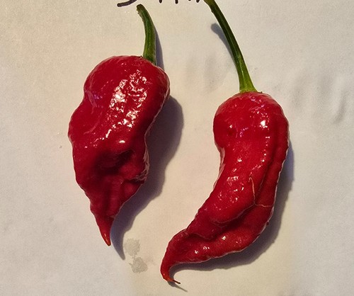 Graines piment bhut - graines,