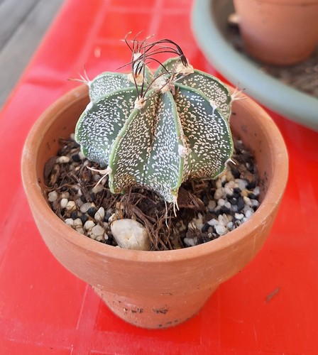 Astrophytum myriostigma