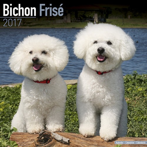 Calendrier 2017 bichon frise - -,