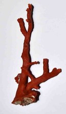CORAIL ROUGE DE MEDITERRANEE - BELLE BRANCHE DE CORAIL - 108/52mm