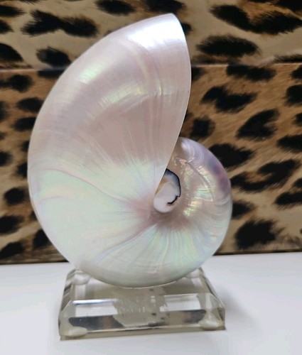 Magnifique coquillage - ,