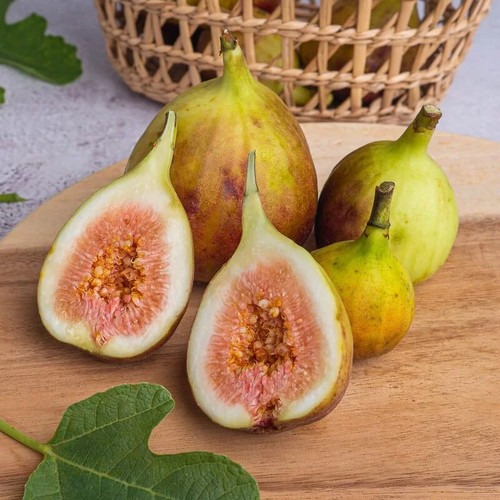 Ficus carica castle - carica, 'castle