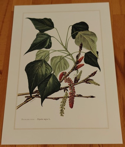 Botanique peuplie planche - -,