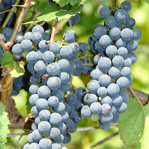 Plant raisin cascade - de,