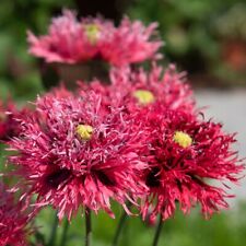 100 Graines PAVOT Rose