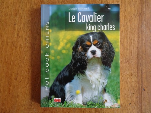 Chien cavalier king - chien, :