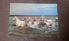 Camargue Horses Postcard