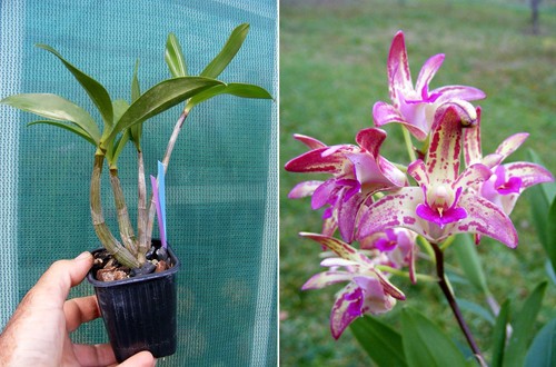 Dendrobium cobber - dendrobium,
