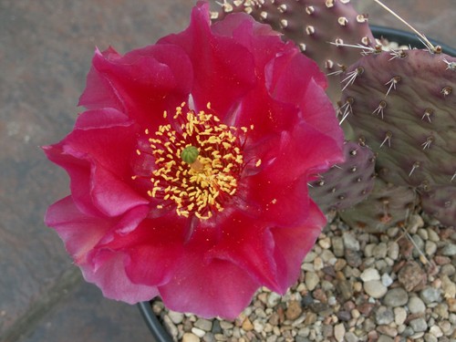 Opuntia wibke chocolate - opuntia, 'chocolate