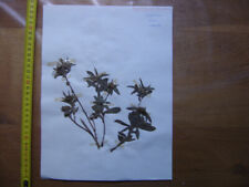 Annees 50 PLANCHE d'HERBIER du Gard Herbarium Planche Naturelle 9