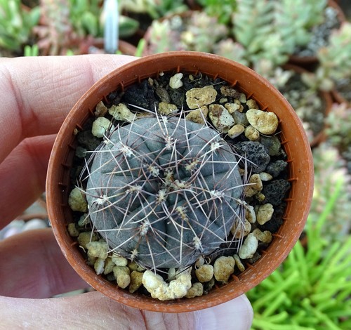 Gymnocalycium taningaense - gymnocalycium,