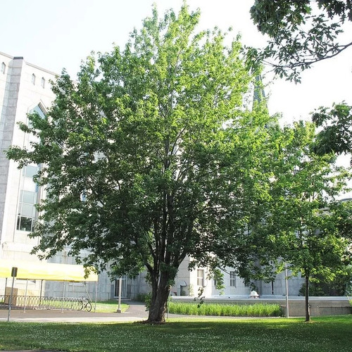 Acer saccharinum érable - acer,