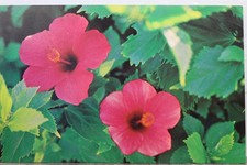 Bermuda Red Hibiscus Hedge Flower Postcard Old Vintage Card View Standard Postal