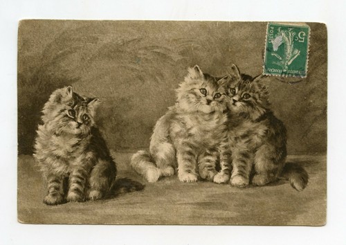 Jolis chats chatons - chats, .