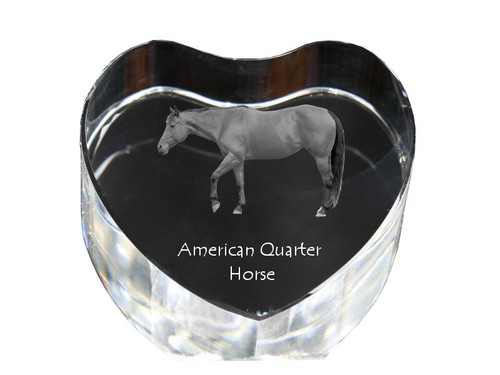 Américain quarter horse - américain,