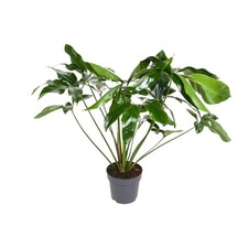 Philodendron Merveille verte -
