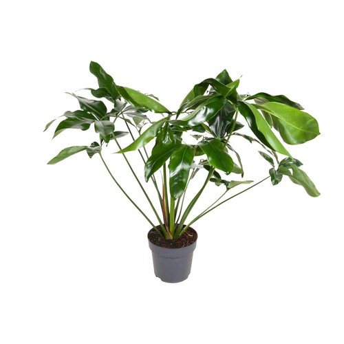 Philodendron merveille verte - philodendron,