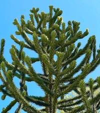 Araucaria araucana | Monkey