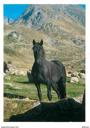Carte postale animaux - carte,