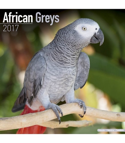 Calendrier 2017 gris du - calendrier,