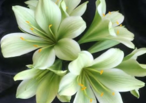 Clivia japanese hirao 3 - japanese, 2-3