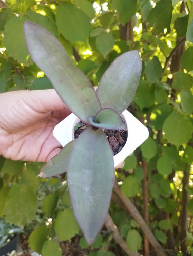 Tradescantia pallida blue - tradescantia,