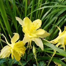 Lot De 25 Graines D'Ancolie