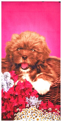 30x60 cute puppy - 30x60", premium