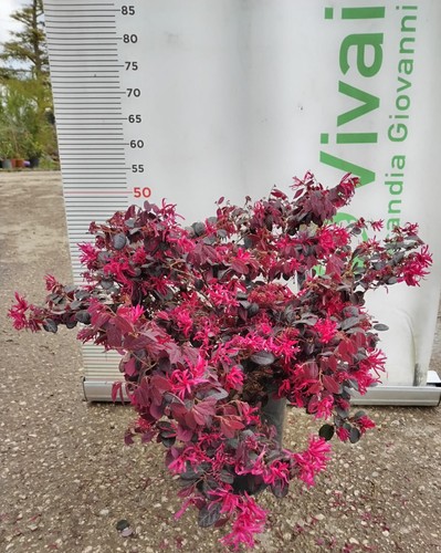Plante loropetalo perle - de,
