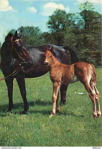 Carte postale animaux - -,