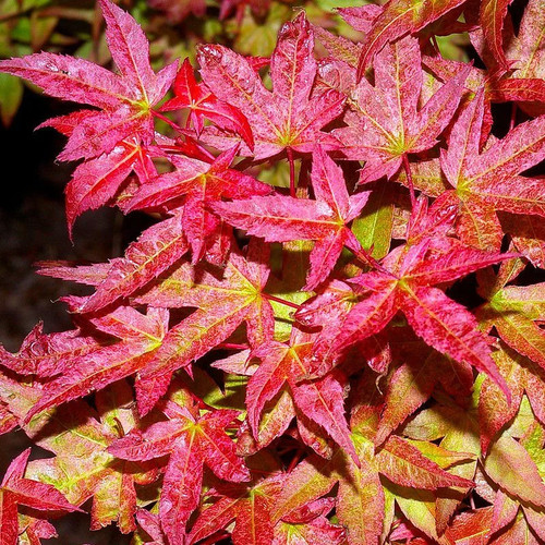 Acer palmatum deshojo - acer,