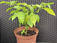 20 GRAINES PIMENT VEGETARIEN