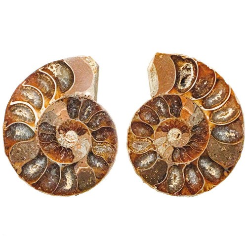 Petite ammonite fossile - , sciée
