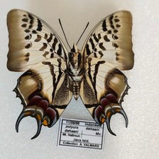 Polyura Dehaani ssp. Dehaani