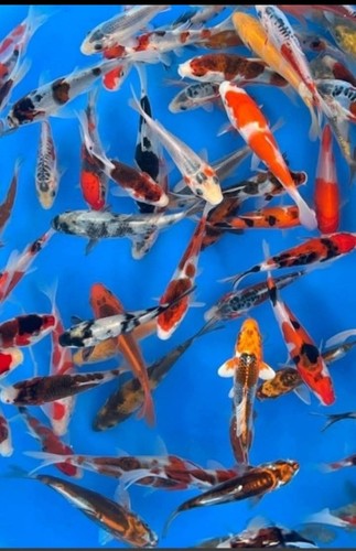 Carpe koi - carpe,