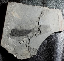 Eomyctophum menneri - Poisson fossile oligocènes.