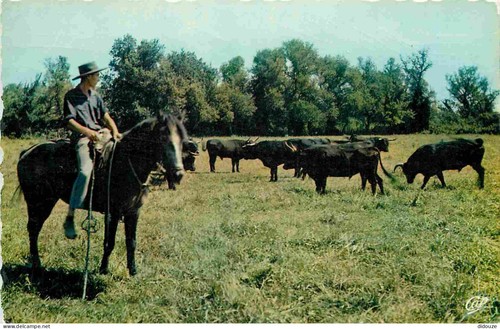 Carte postale animaux - postale,