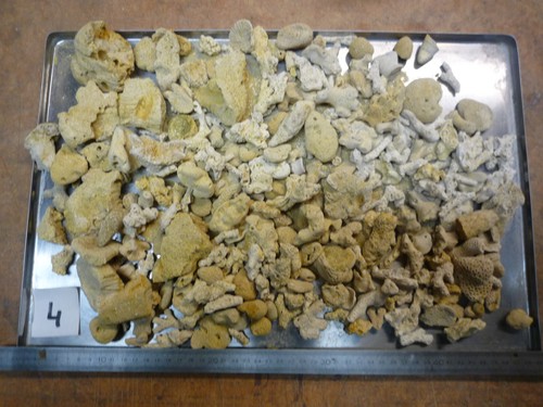 Coraux corail bartonien - -,